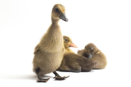 Four ducklings ( indian runner duck) isolated on a white backgroundの写真素材