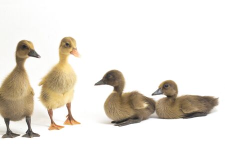 Four ducklings ( indian runner duck) isolated on a white backgroundの写真素材