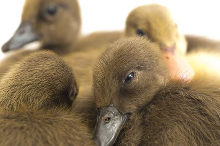 Four ducklings ( indian runner duck) isolated on a white backgroundの写真素材