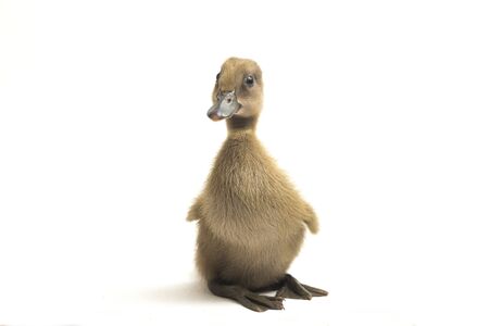 Grey cute duckling ( indian runner duck ) isolated on a white backgroundの写真素材