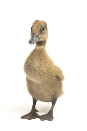 Grey cute duckling ( indian runner duck ) isolated on a white backgroundの写真素材