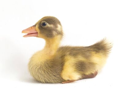 Yellow duckling ( indian runner duck) isolated on a white backgroundの写真素材