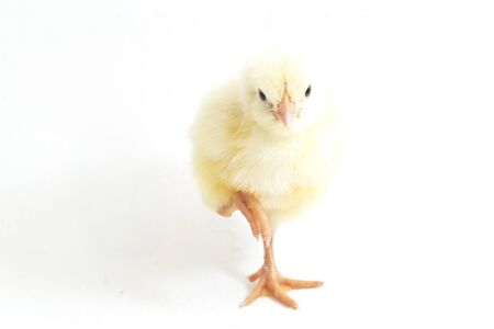 Cute little chicken isolated on white backgroundの写真素材