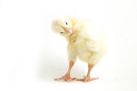 Cute little chicken isolated on white backgroundの写真素材