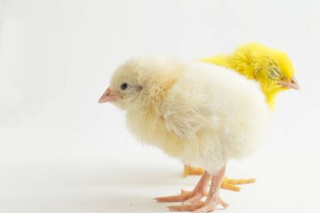 Cute little chicken isolated on white backgroundの写真素材
