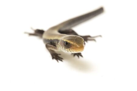 Eutropis multifasciata, East Indian brown mabuya, many-lined sun skink, many-striped skink, common...