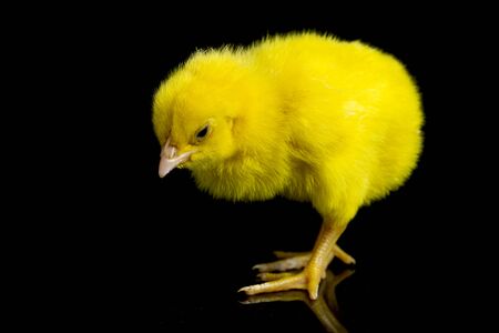 newborn yellow chicks isolated black background.の写真素材