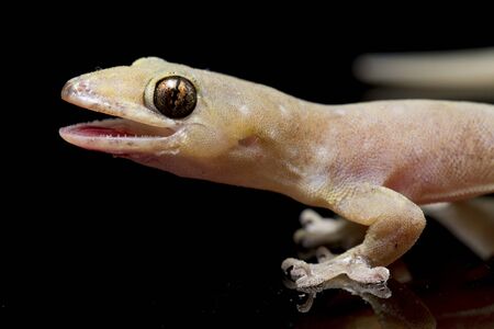 Asian House lizard (hemidactylus) or common gecko isolated on black backgroundの写真素材