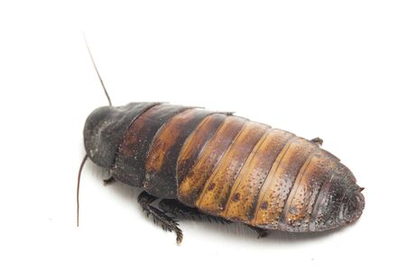 The Madagascar hissing cockroach (Gromphadorhina portentosa) isolated on white background