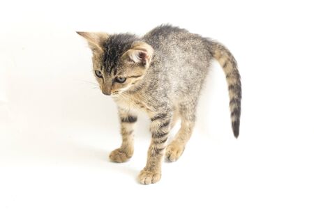 Beautiful small domestic grey brown cat isolated on a white backgroundの写真素材
