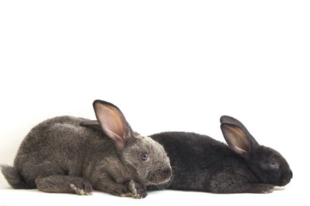 Two Cute Black and gray rex rabbits isolated on white backgroundの写真素材