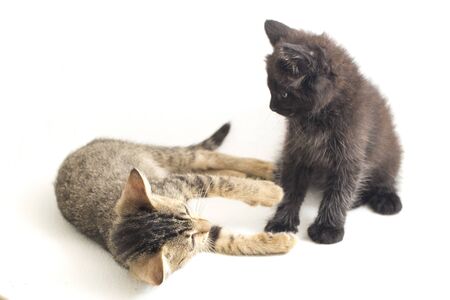 Beautiful domestic small brown gray cat and black cat playing isolated on a white background
