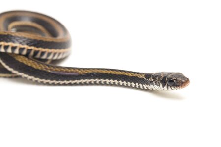 The striped keelback, Xenochrophis vittatus, is a species of snake found mainly in Indonesia...