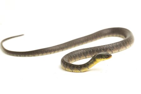 Water Snake Triangle Keelback (Xenochrophis trianguligerus) isolated on white background