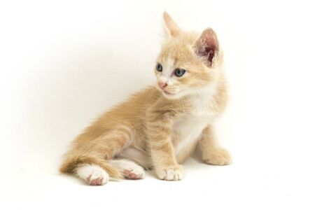 A Beautiful Domestic Orange cat kitten funny positions. Animal portrait isolated on white...