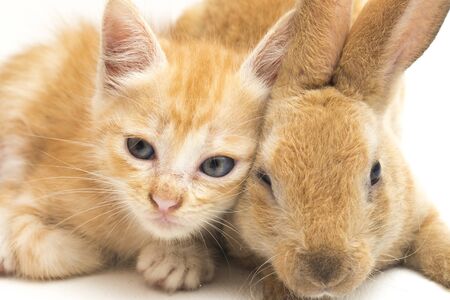 A Beautiful Orange cat kitten and orange-brown cute rabbit funny positions. Animal portrait isolated on white background.の写真素材