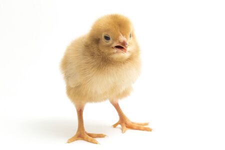 A newborn brown Chick Ayam Kampung is the chicken breed reported from Indonesia. The name means simply `free-range chicken` or `village chicken`Gallus domesticus. isolated on white backgroundの写真素材