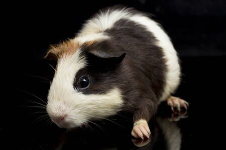 guinea pig isolated on black backgroundの写真素材