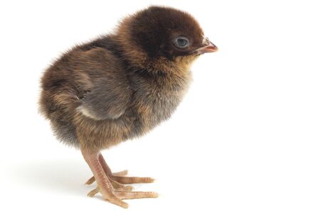 A newborn brown black Chick Ayam Kampung is the chicken breed reported from Indonesia. `free-range chicken` or literally `village chicken`(Gallus domesticus). isolated on white backgroundの写真素材