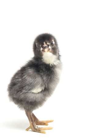 A newborn black Chick Ayam Kampung is the chicken breed reported from Indonesia. `free-range chicken` or literally `village chicken`Gallus domesticus. isolated on white backgroundの写真素材