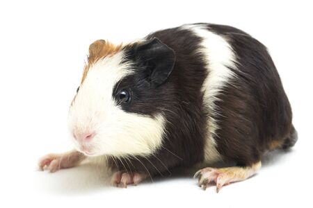 guinea pig isolated on white backgroundの写真素材
