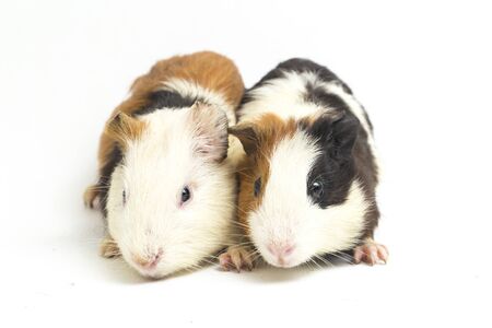 two pair guinea pig isolated on white background