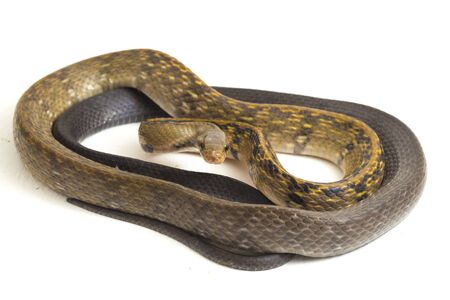 Coelognathus flavolineatus, the black copper rat snake or yellow striped snake, is a species of Colubrid snake found in Southeast Asia. isolated on white backgroundの写真素材