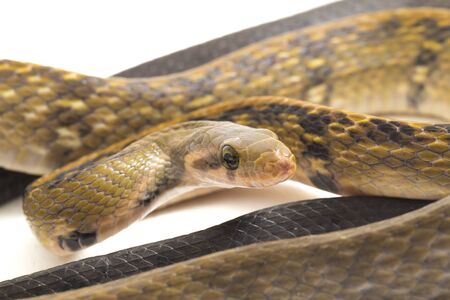 Coelognathus flavolineatus, the black copper rat snake or yellow striped snake, is a species of...