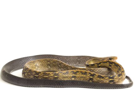 Coelognathus flavolineatus, the black copper rat snake or yellow striped snake, is a species of...