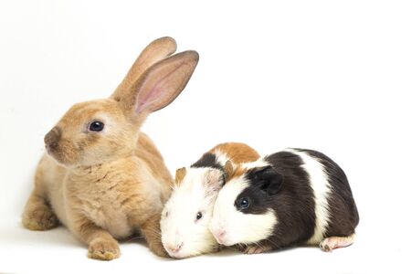 Cute little rex Orange rabbit and guinea pig isolated on white backgroundの写真素材