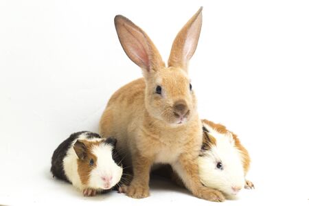 Cute little rex Orange rabbit and guinea pig isolated on white backgroundの写真素材