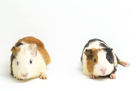 pair guinea pig isolated on white backgroundの写真素材