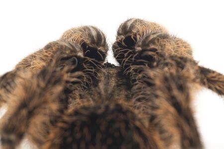 Curlyhair Tarantula (Brachypelma albopilosum) Isolated on white background