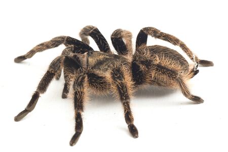 Curlyhair Tarantula (Brachypelma albopilosum) Isolated on white backgroundの写真素材