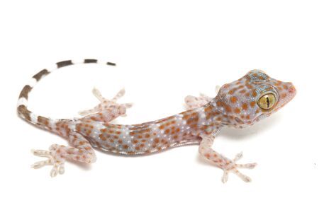 Tokay Gecko (Gekko gecko) isolated on white background.の写真素材