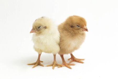 Two newborn brown white Chick Ayam Kampung is the chicken breed reported from Indonesia. `free-range chicken` or literally `village chicken`Gallus domesticus. isolated on white backgroundの写真素材