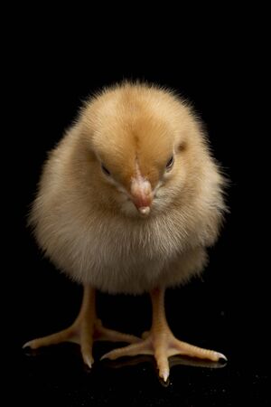 A newborn brown Chick Ayam Kampung is the chicken breed reported from Indonesia. `free-range chicken` or literally `village chicken`(Gallus domesticus). isolated on black backgroundの写真素材