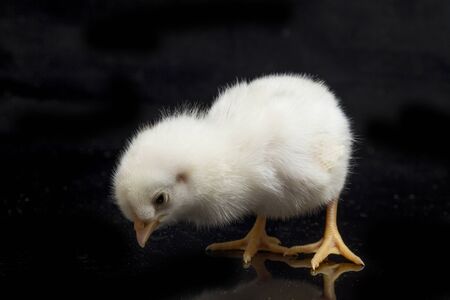 A newborn white Chick `free-range chicken` (Gallus domesticus). isolated on black backgroundの写真素材