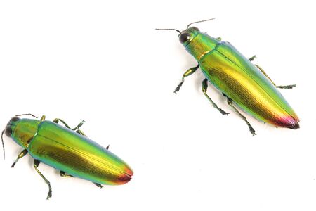 Jewel beetle (Chrysochroa fulminans) Isolated on white background.の写真素材