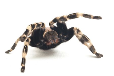 The Brazilian red and white tarantula (Nhandu chromatus) is a tarantula species that is native to Brazil. isolated on white backgroundの写真素材
