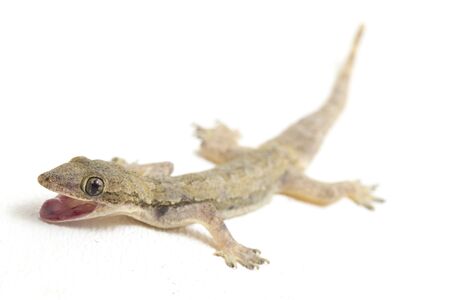Asian House lizard (hemidactylus) or common gecko isolated on white backgroundの写真素材