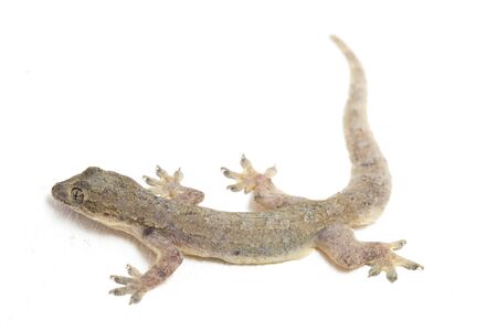 Asian House lizard (hemidactylus) or common gecko isolated on white backgroundの写真素材