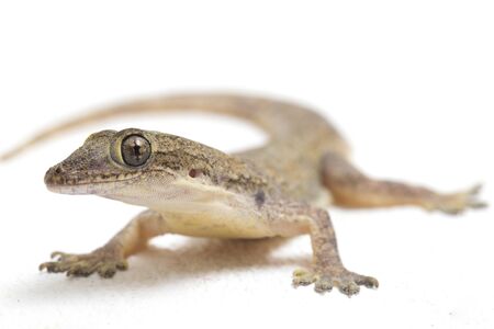 Asian House lizard (hemidactylus) or common gecko isolated on white backgroundの写真素材