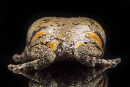 Banded bullfrog or Asian narrowmouth toads It also know chubby or bubble frog This frog is native to...