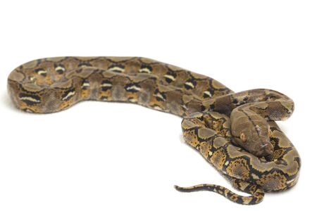 Reticulated Python (Python reticulatus) isolated on white background.