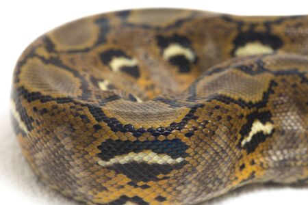 Reticulated Python (Python reticulatus) isolated on white background.