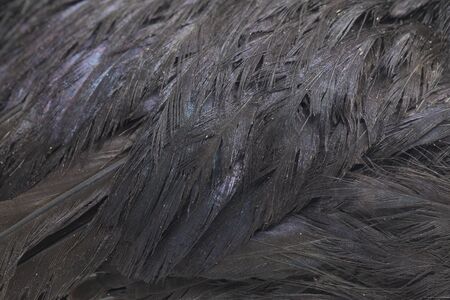 Black Ayam Cemani Chicken isolated on white background.の写真素材