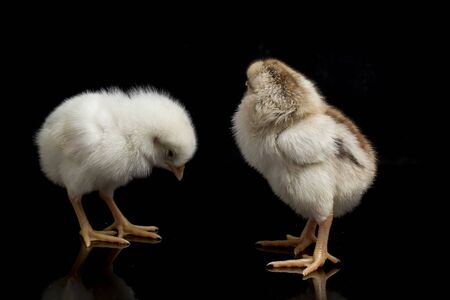 two newborn white yellow brown Chick Ayam Kampung `free-range chicken` or literally `village chicken`Gallus domesticus. isolated on black backgroundの写真素材