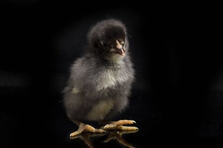 A newborn black Chick Ayam Kampung is the chicken breed reported from Indonesia. `free-range chicken` or literally `village chicken`(Gallus domesticus). isolated on black backgroundの写真素材