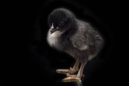 A newborn black Chick Ayam Kampung is the chicken breed reported from Indonesia. `free-range chicken` or literally `village chicken`(Gallus domesticus). isolated on black backgroundの写真素材